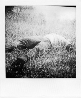 http://www.bertrandcarriere.com/files/gimgs/th-38_18polaroids of war.jpg